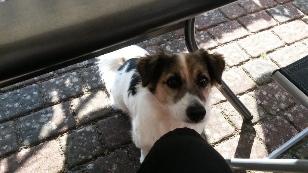 Ein gelungener Tag! Knapp 1050 kcal gegessen und Abends quasi keine Kohlenhydrate, die Waage morgen wird sich freuen! :-) Mit etwas Disziplin werde ich auch noch eine Runde laufen gehen! Aktuelles Gewicht: 93.5kg am Abend