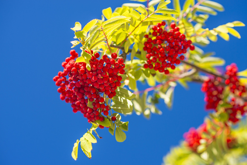 Sorbit wurde ursprünglich aus Vogelbeeren gewonnen.